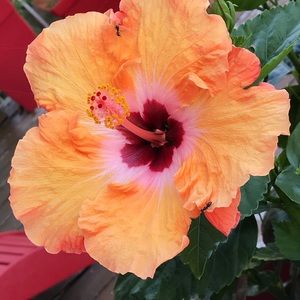 Meet your Posher, Caroline